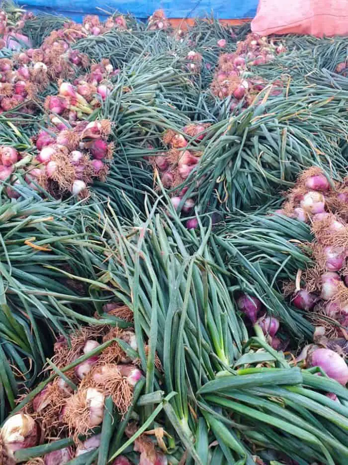 Bolivian red onions