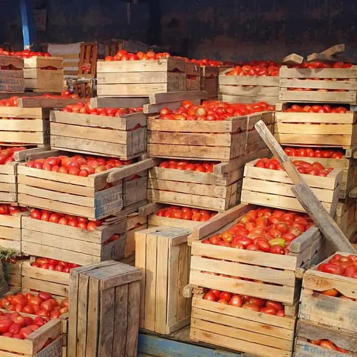 Bolivian tomatoes